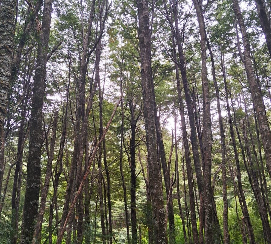 Piedra del Indio-Coyhaique必去景点