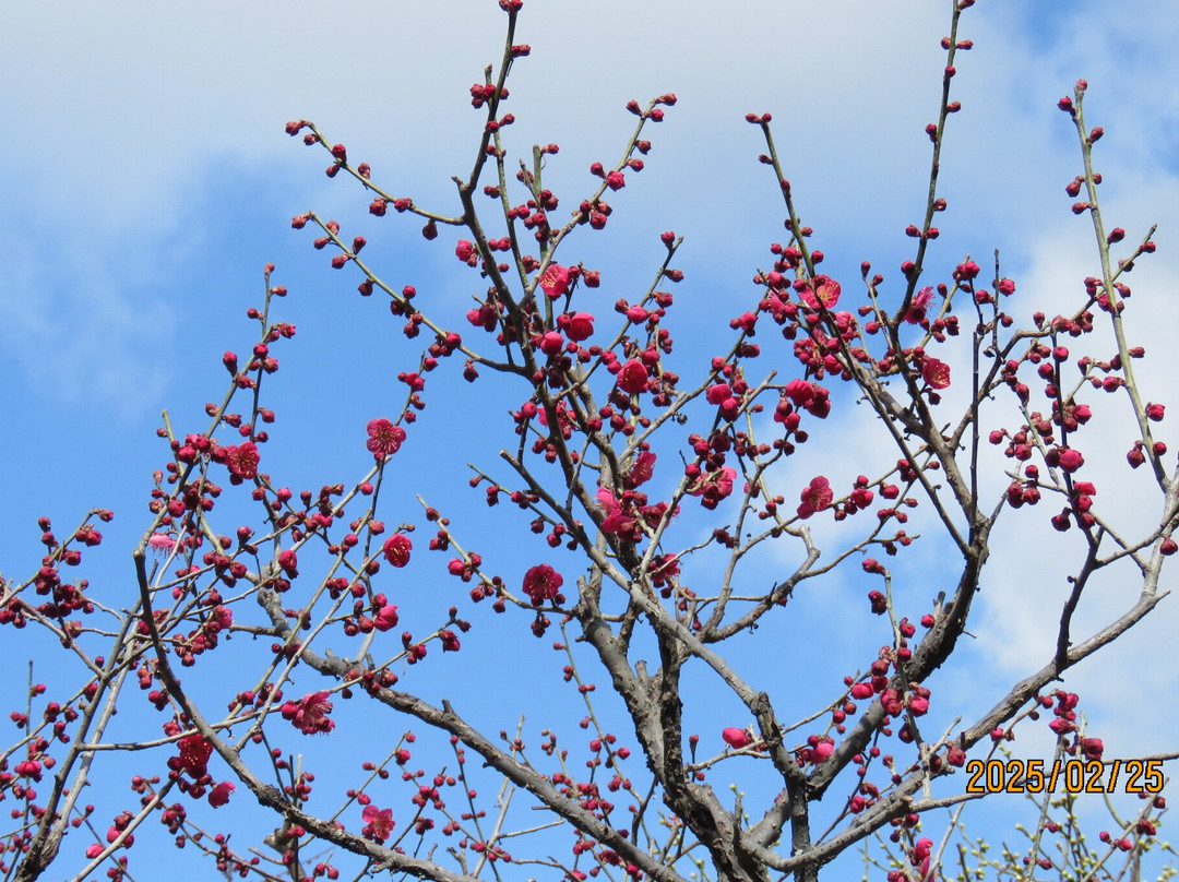 Domyojitenmangu-藤井寺市必去景点