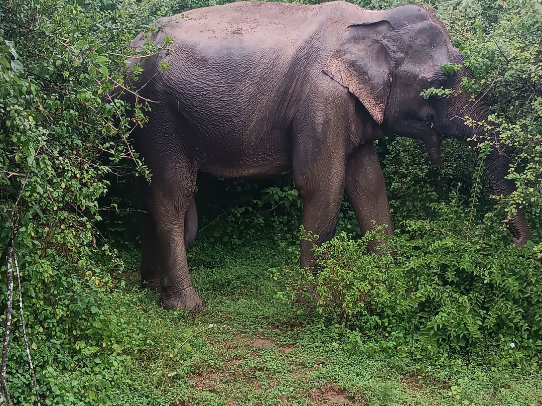 Yala Kings Safari景点图片