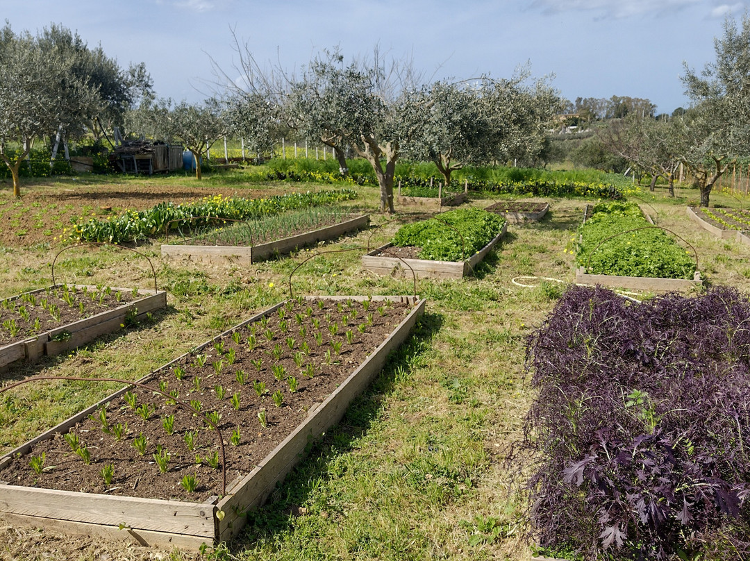 Beddu Cori Family Farm景点图片