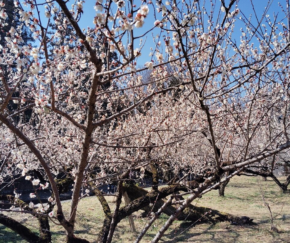 Ogose Bairin-越生町必去景点
