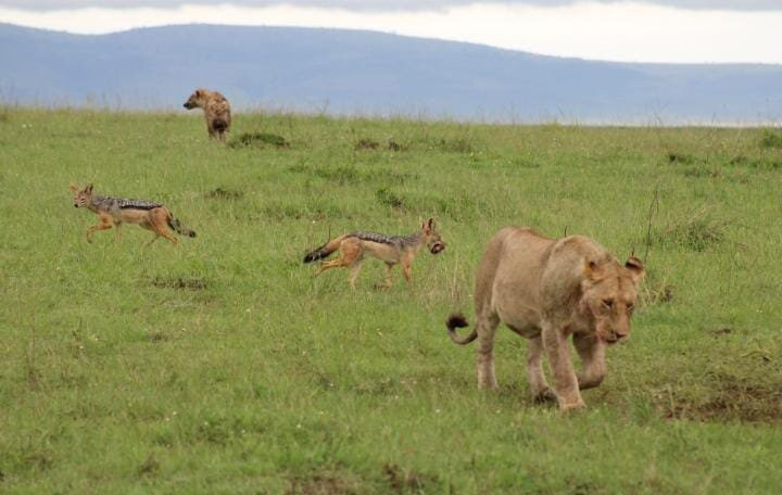 African Hartebeest Safaris-内罗毕必去景点