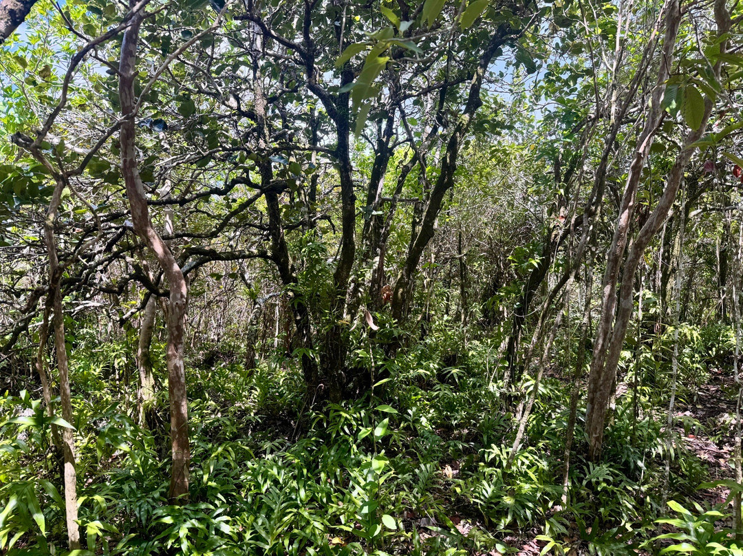 Mauritian Wildlife Foundation (MWF)