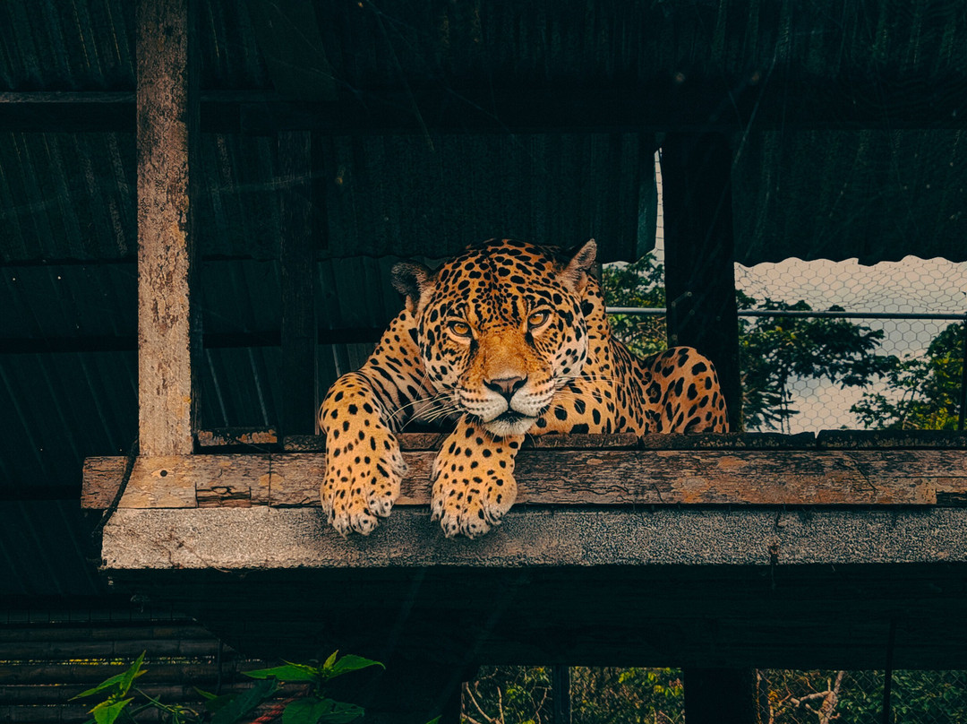 Zoorefugio Tarqui-Puyo必去景点