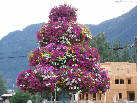 Sundog Bed & Breakfast主图