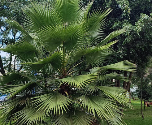 Uhuru Park Nairobi-内罗毕必去景点