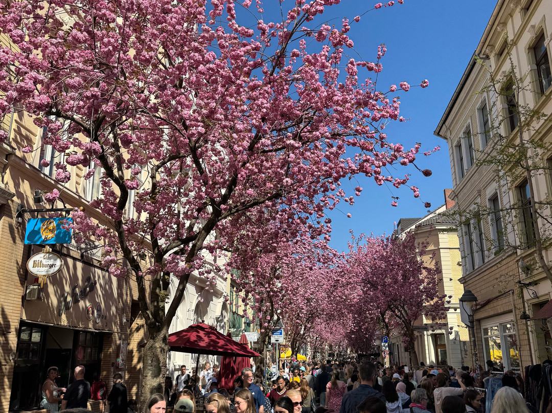 Cherry Blossom-波恩必去景点