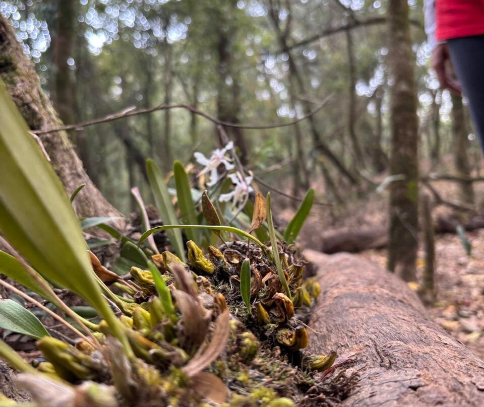 Mawphlang Sacred Forest-西隆必去景点