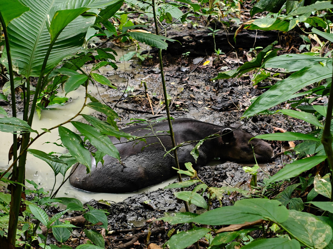 Jaguar Corcovado Tours景点图片