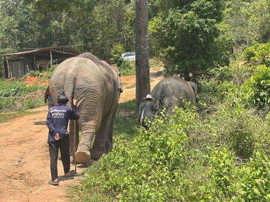 Joy Elephant Sanctuary-清迈必去景点