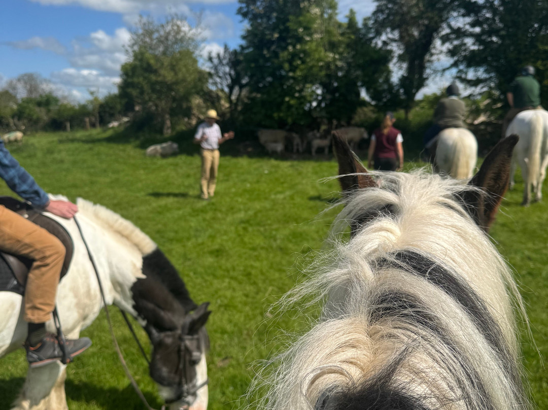 Castlefergus Equestrian景点图片