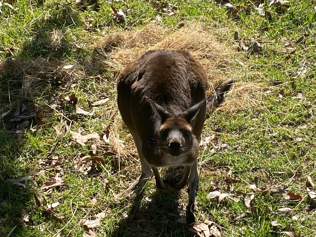 Graham Husson Fauna Park-波特兰必去景点