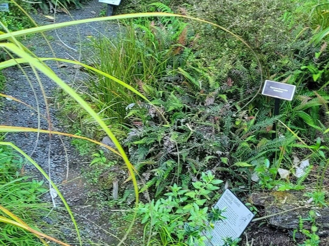 Fernglen Native Plant Gardens-Birkenhead必去景点
