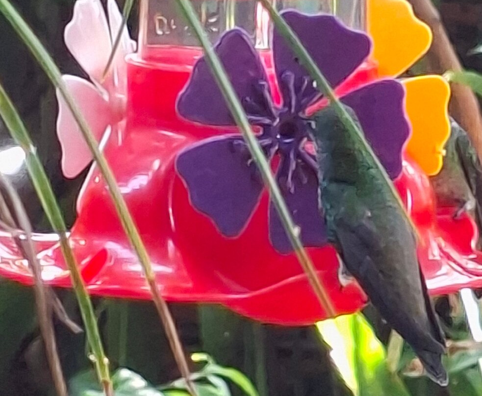 Jardin de los Picaflores-伊瓜苏港必去景点
