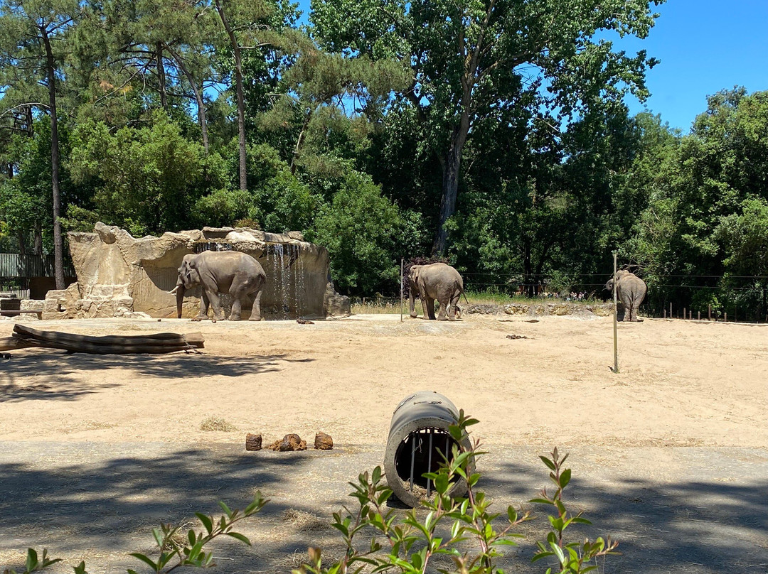 Zoo de La Palmyre景点图片