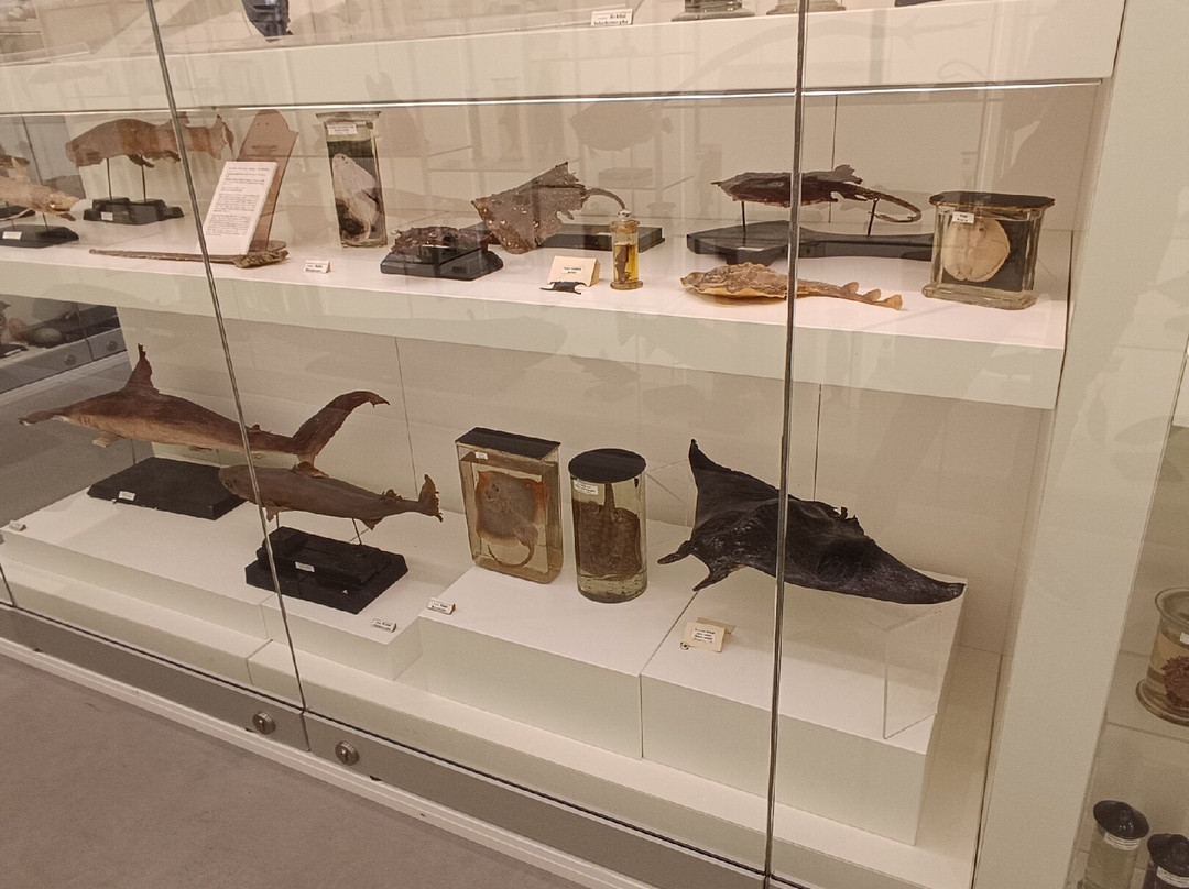 Vilnius University Zoological Museum-维尔纽斯必去景点