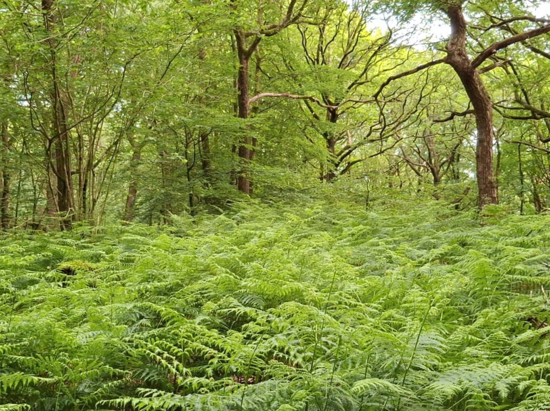 Green Man Survival景点图片