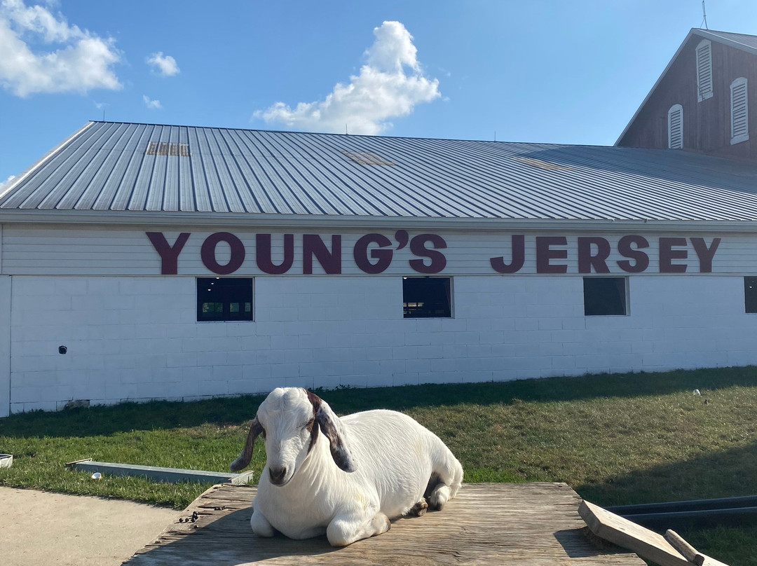 Young's Jersey Dairy Farm-Yellow Springs必去景点