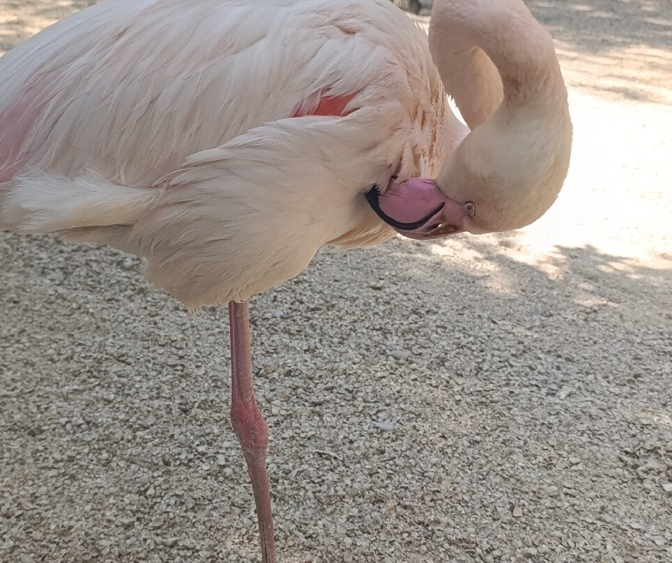 Safari Park景点图片