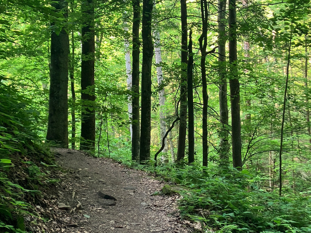 Yahoo Falls-Whitley City必去景点