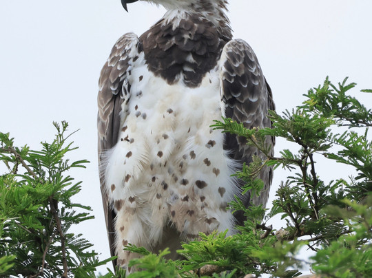 Zunguka Adventure Club-恩德培必去景点