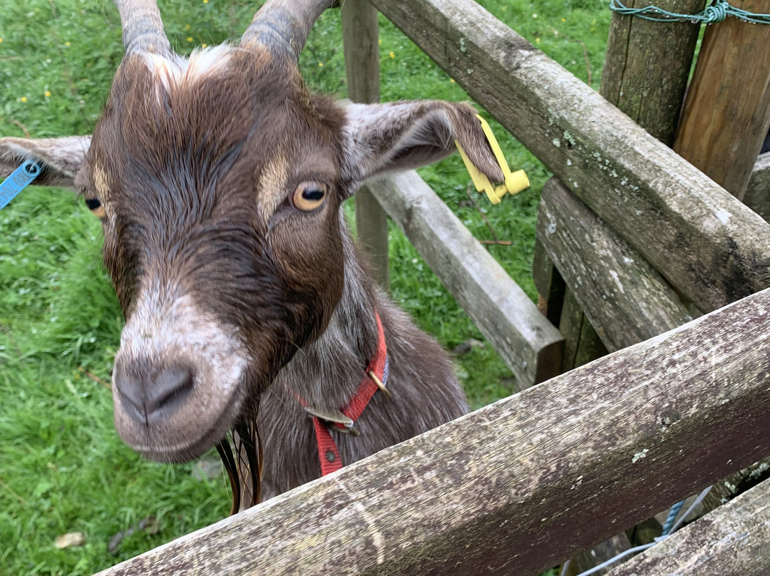 Snowdonia Holidays - Tyddyn Du Farm主图