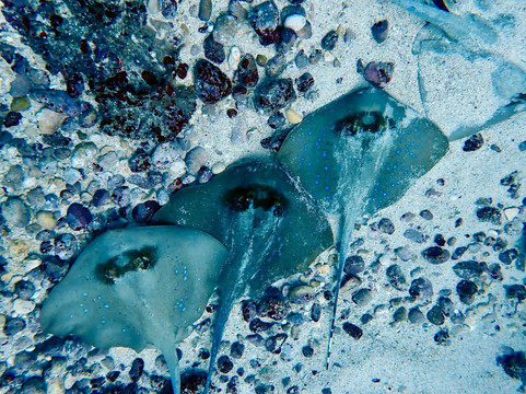 No Fear Diving Amed, Bali-艾湄湾必去景点