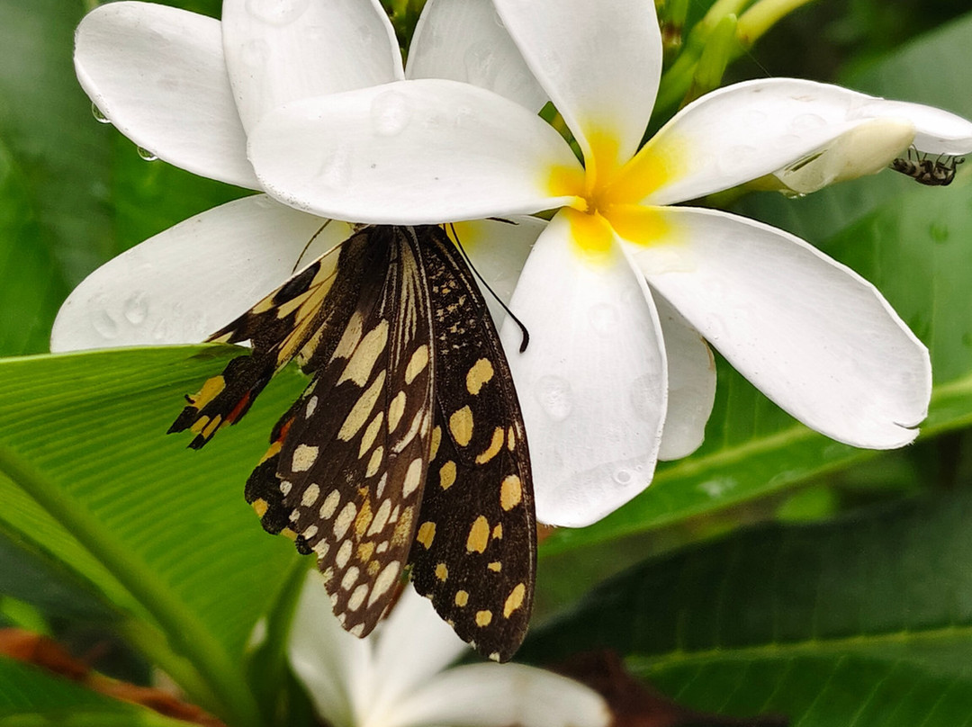 Jim Corbett National Park-Ramnagar必去景点