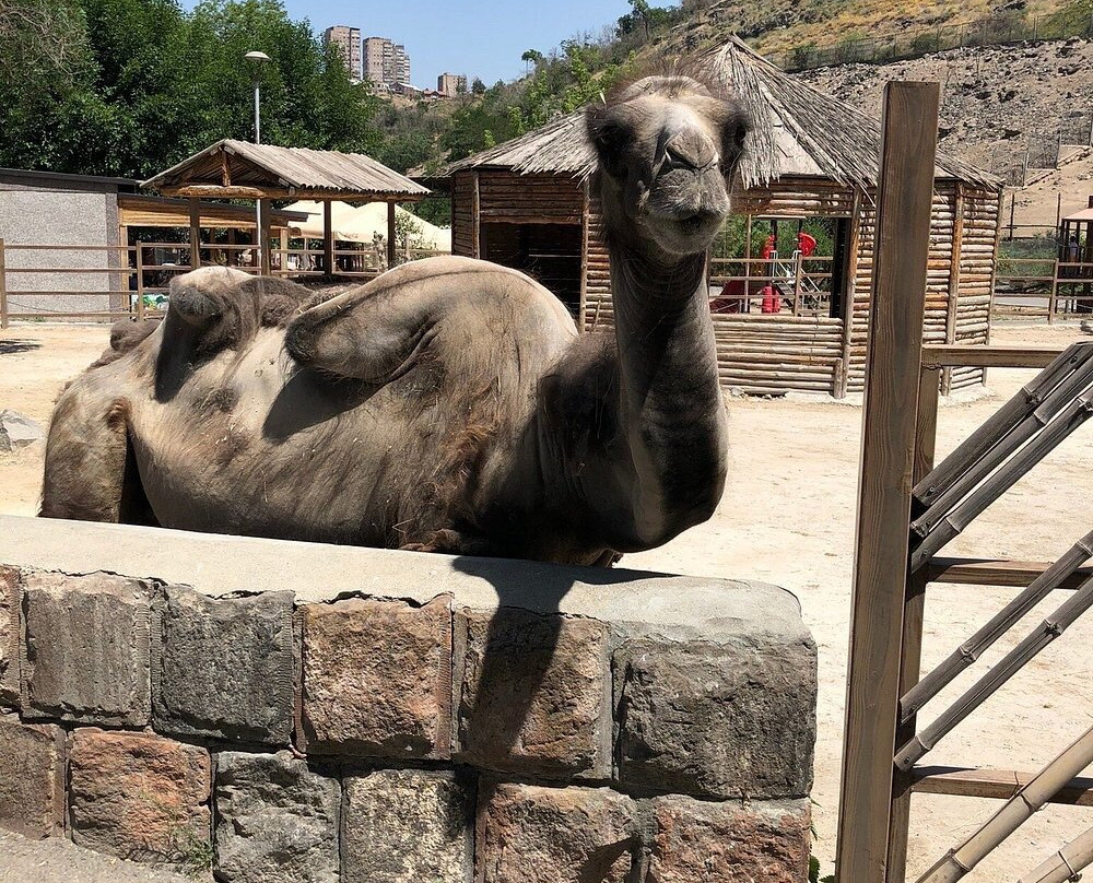 Yerevan Zoo-埃里温必去景点