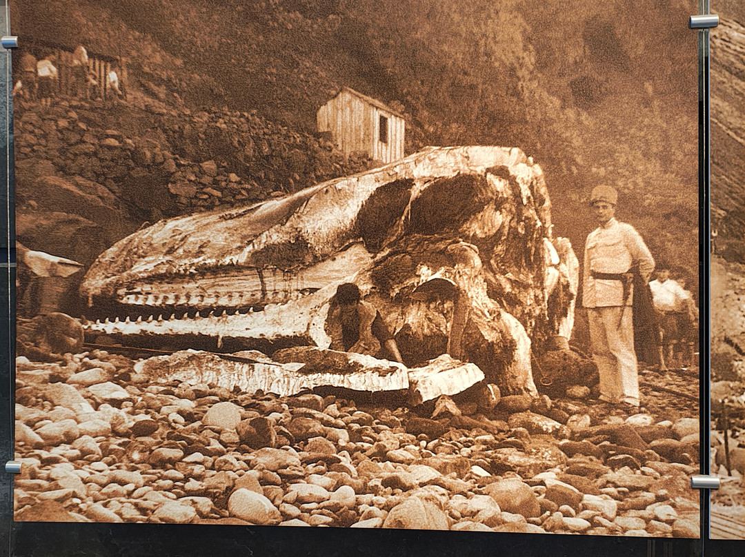 Museu da Baleia da Madeira-卡尼卡尔必去景点