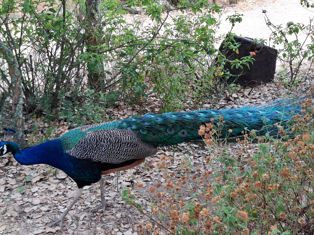 Monte Selvagem-Lavre必去景点