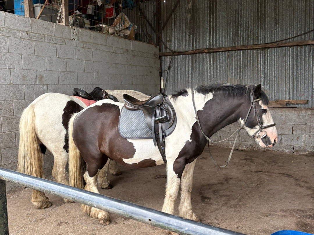 Castlefergus Equestrian-Quin必去景点