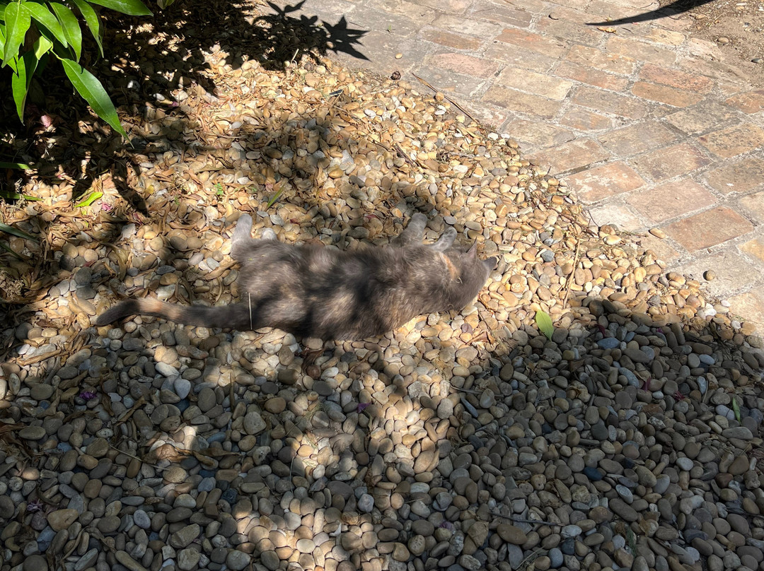 Chambres d'hôtes Le cortile主图