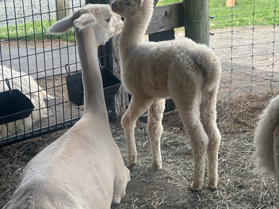Glendale Ridge Farms-Jefferson必去景点