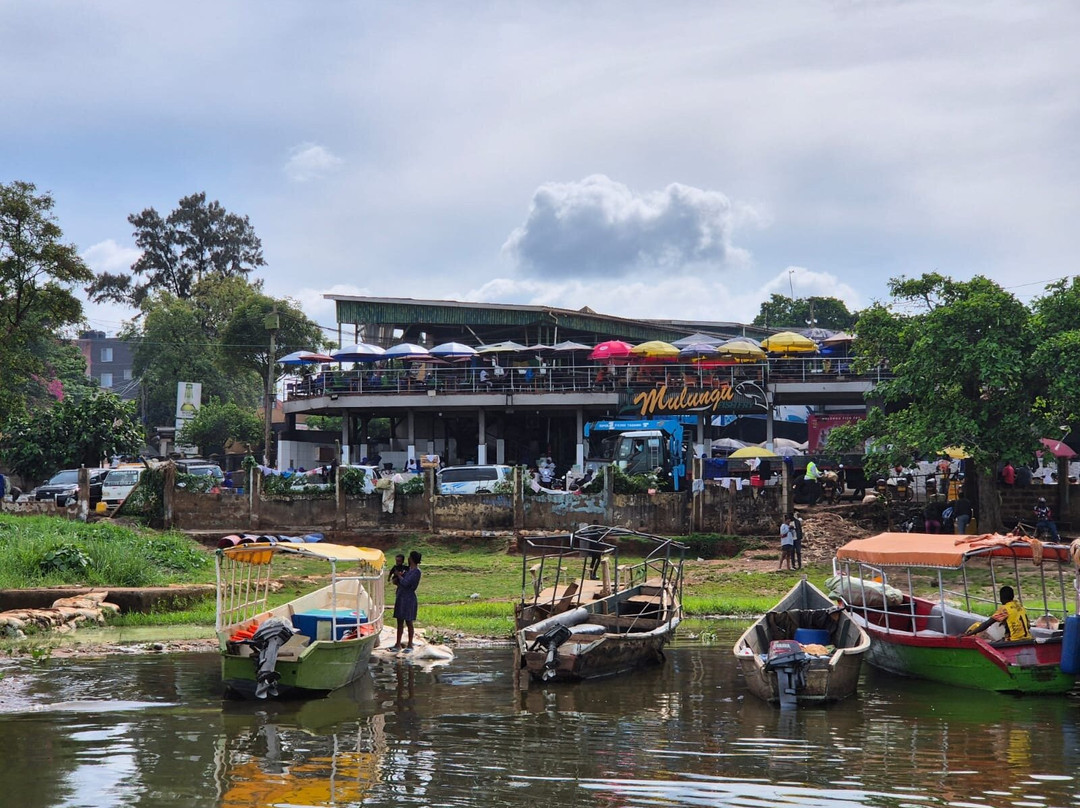 African Buffalo Safaris-坎帕拉必去景点