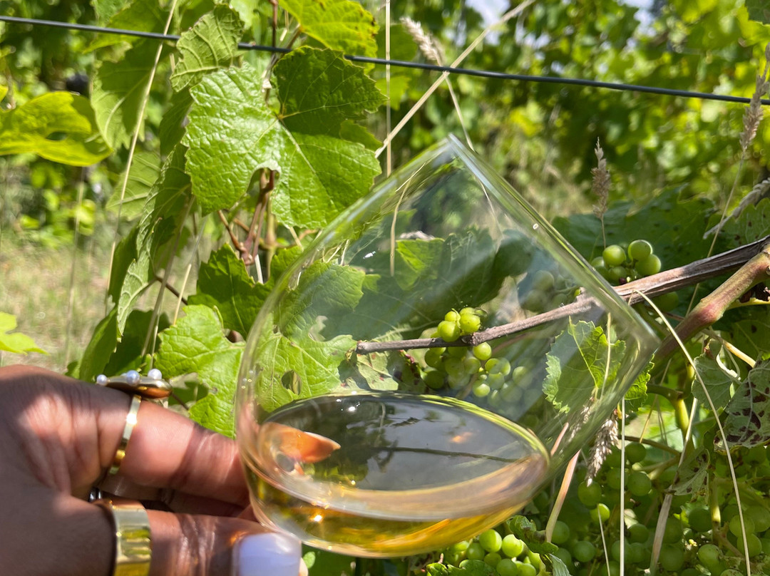 Brut Wines & Tours-Bilzen必去景点