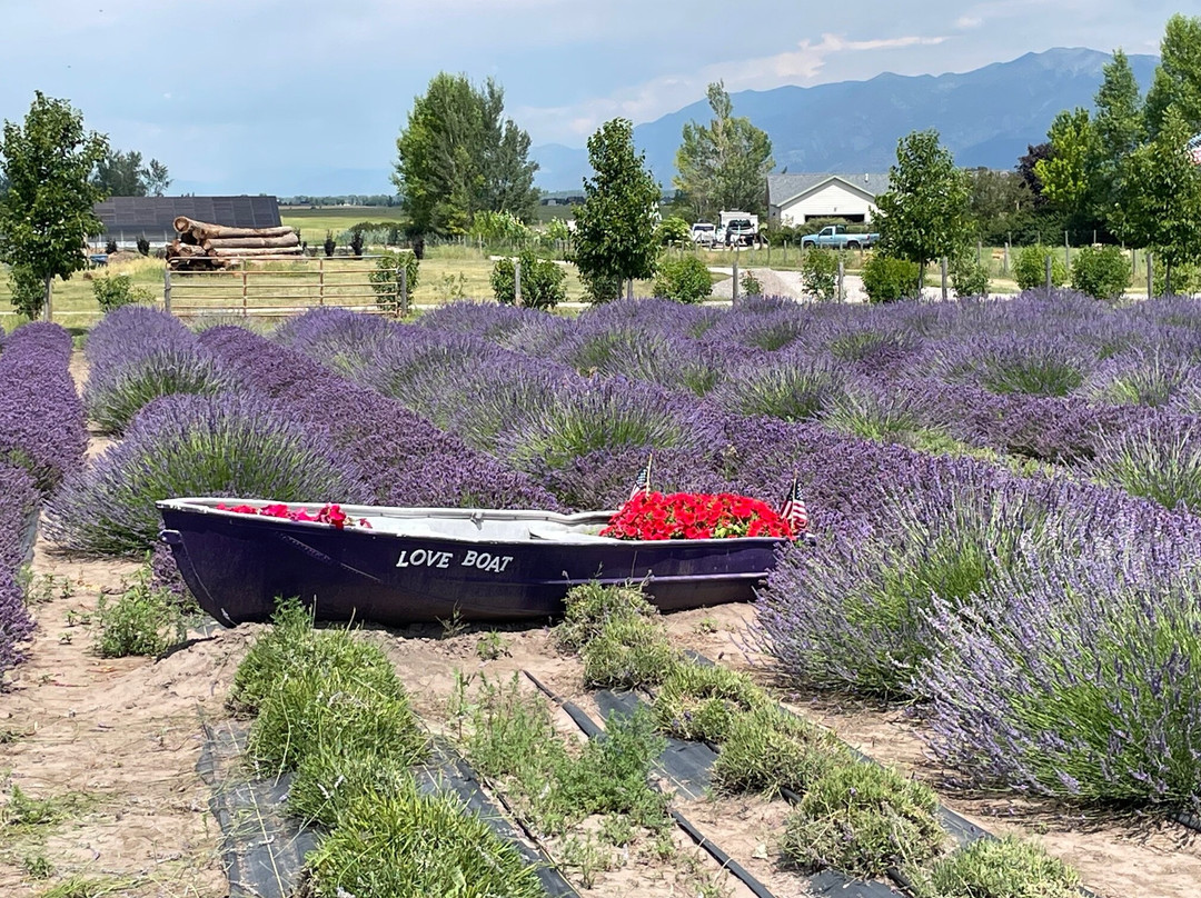 Longview Lavender Farm-萨默斯必去景点