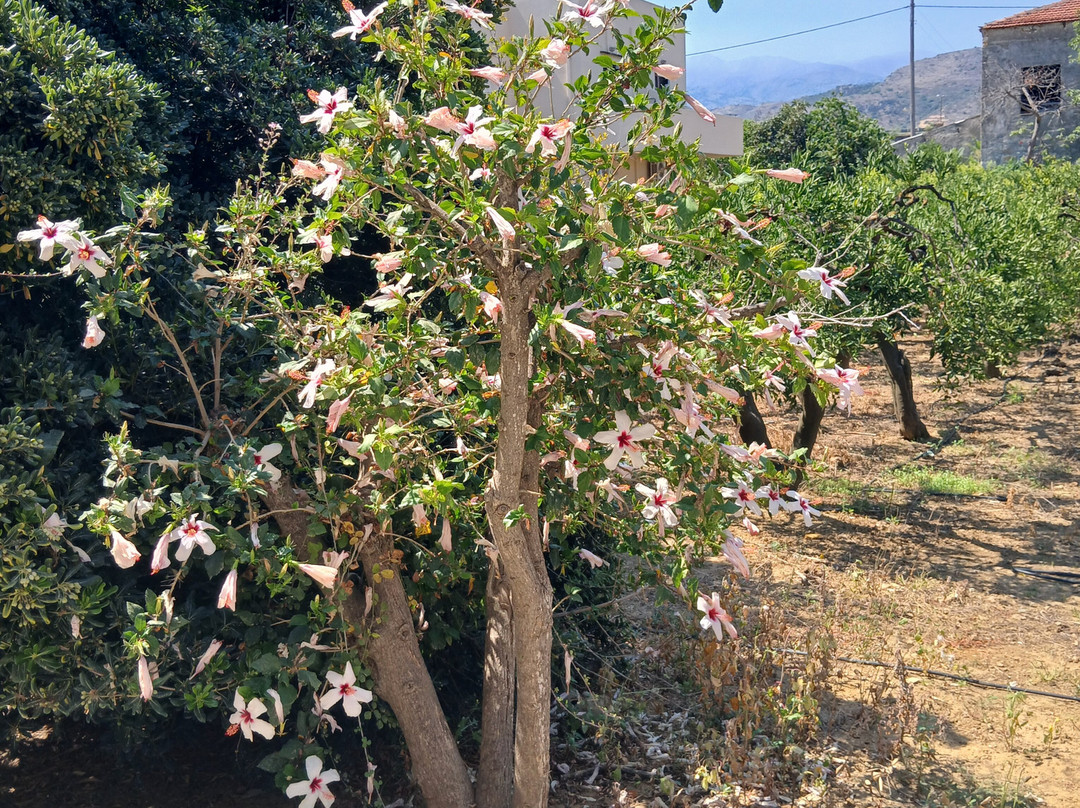 Oasis Guesthouse主图