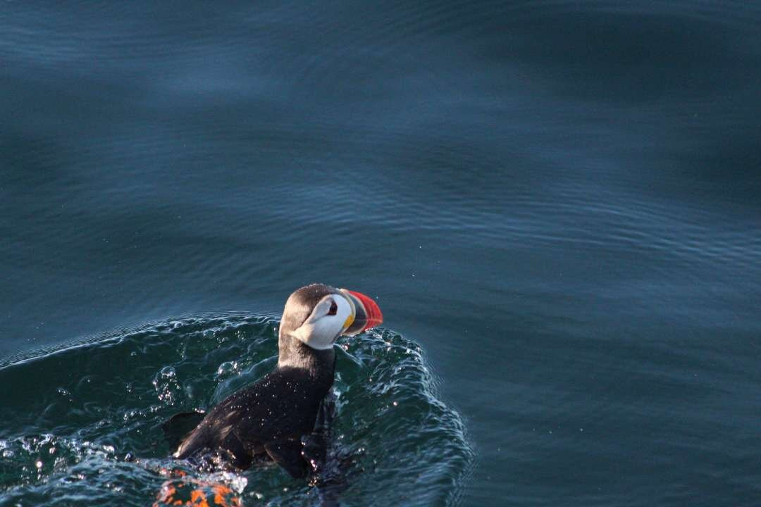 Puffin Safari-Bleik必去景点