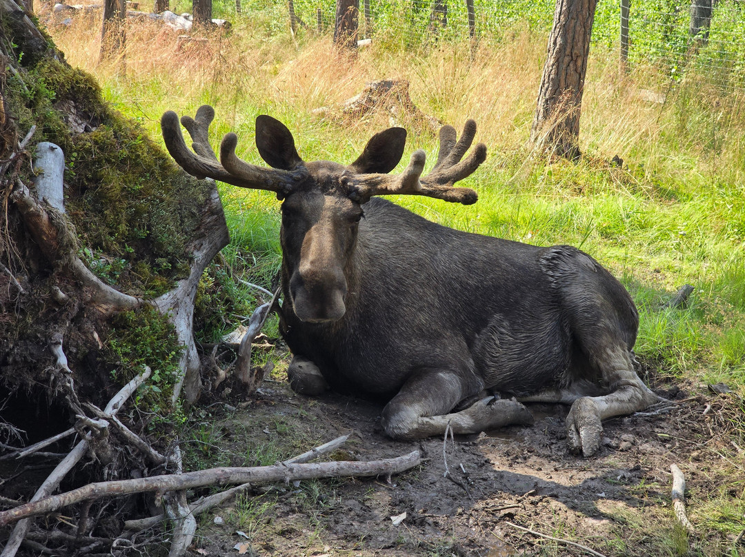 Varmlands Moose Park-Eksharad必去景点