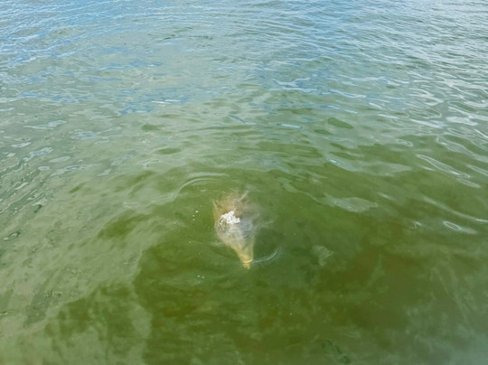 A-Pair-A-Dice Charters - Private Tours-橙色海湾必去景点