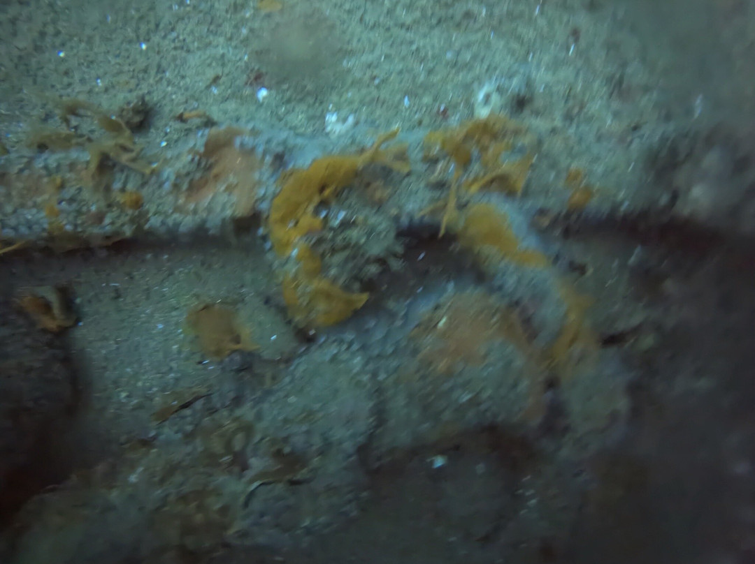 Isamar Diving Center-基奥贾必去景点