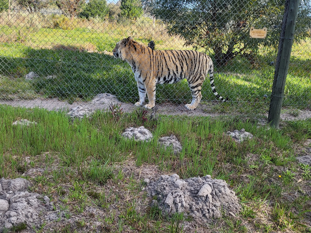 Panthera Africa - Big Cat Sanctuary-斯坦福必去景点