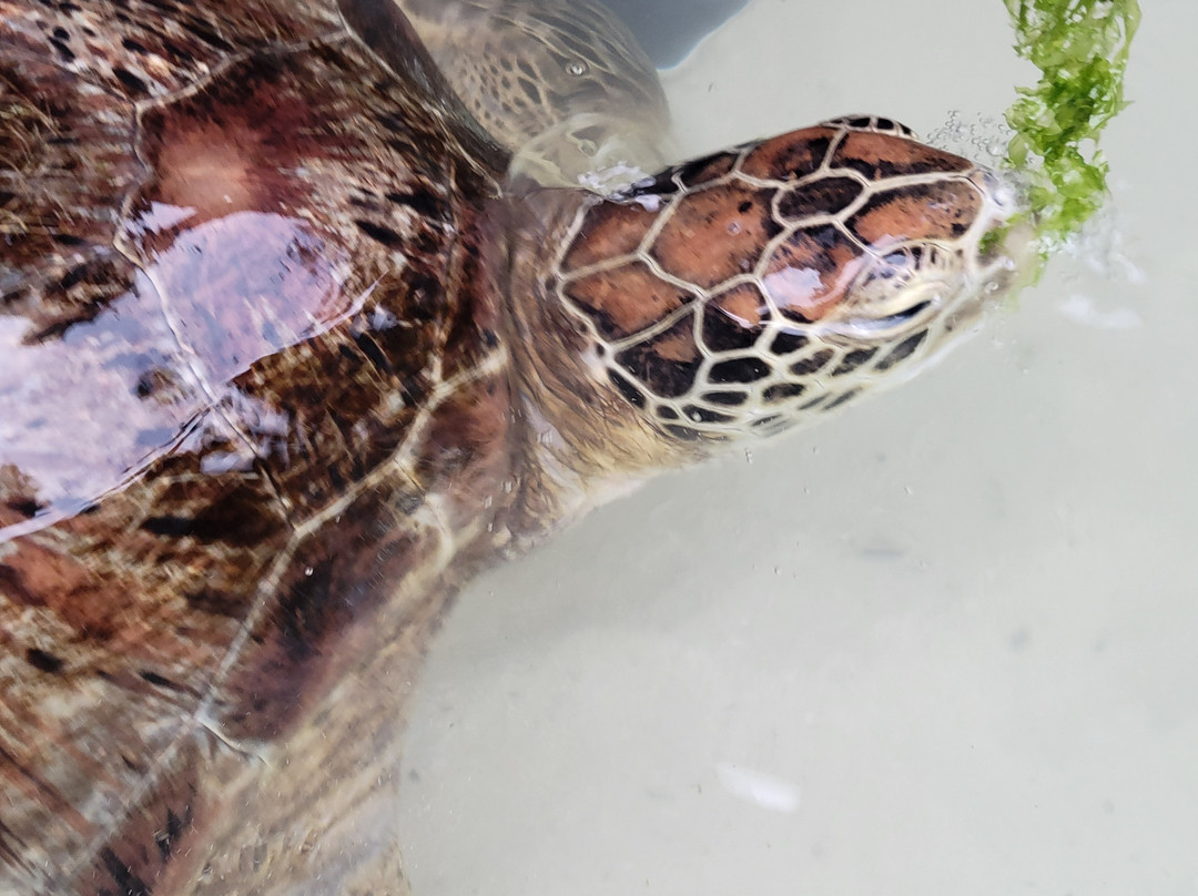 Nungwi Mnarani Aquarium-孥归必去景点