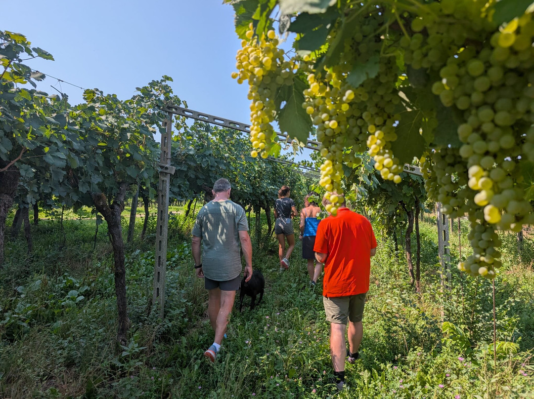 Le Vigne Del Moretto