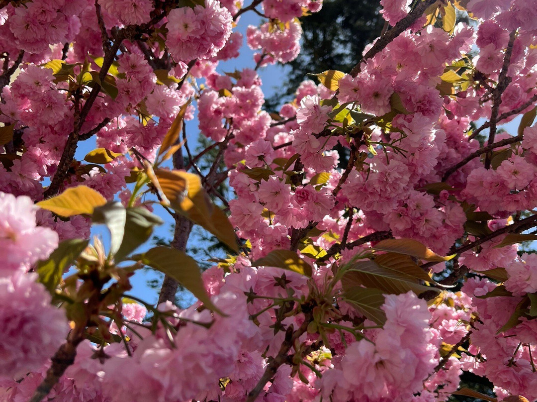 Stavropol Botanical Garden-Stavropol必去景点