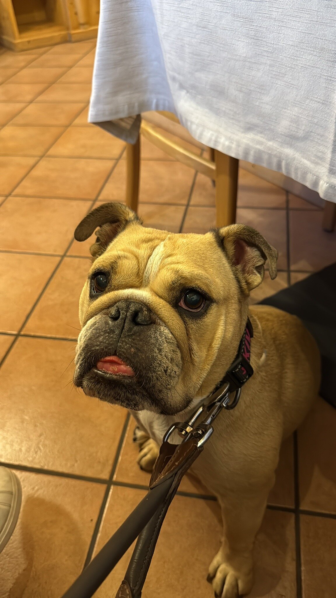 Alpine Touring Hotel-官方