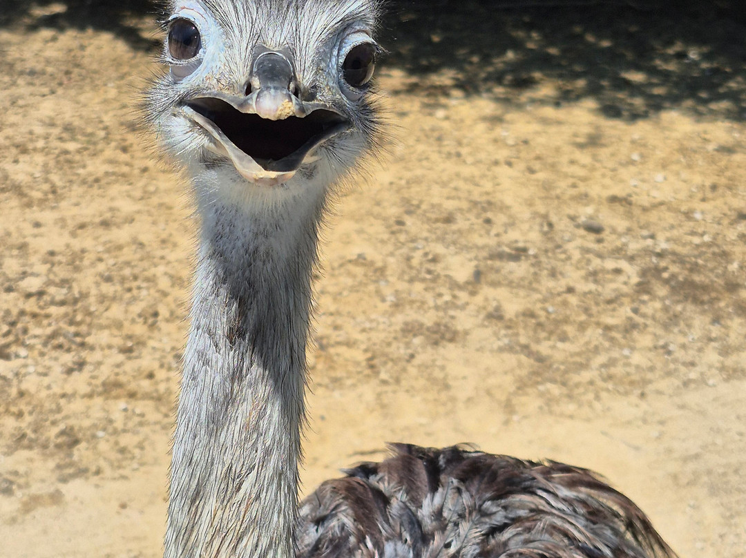 Texas Zoofari Park-Kaufman必去景点