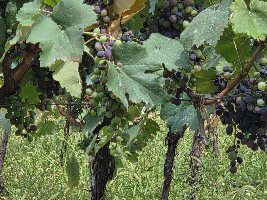 Vellino Wine Cellar-Kakabeti必去景点
