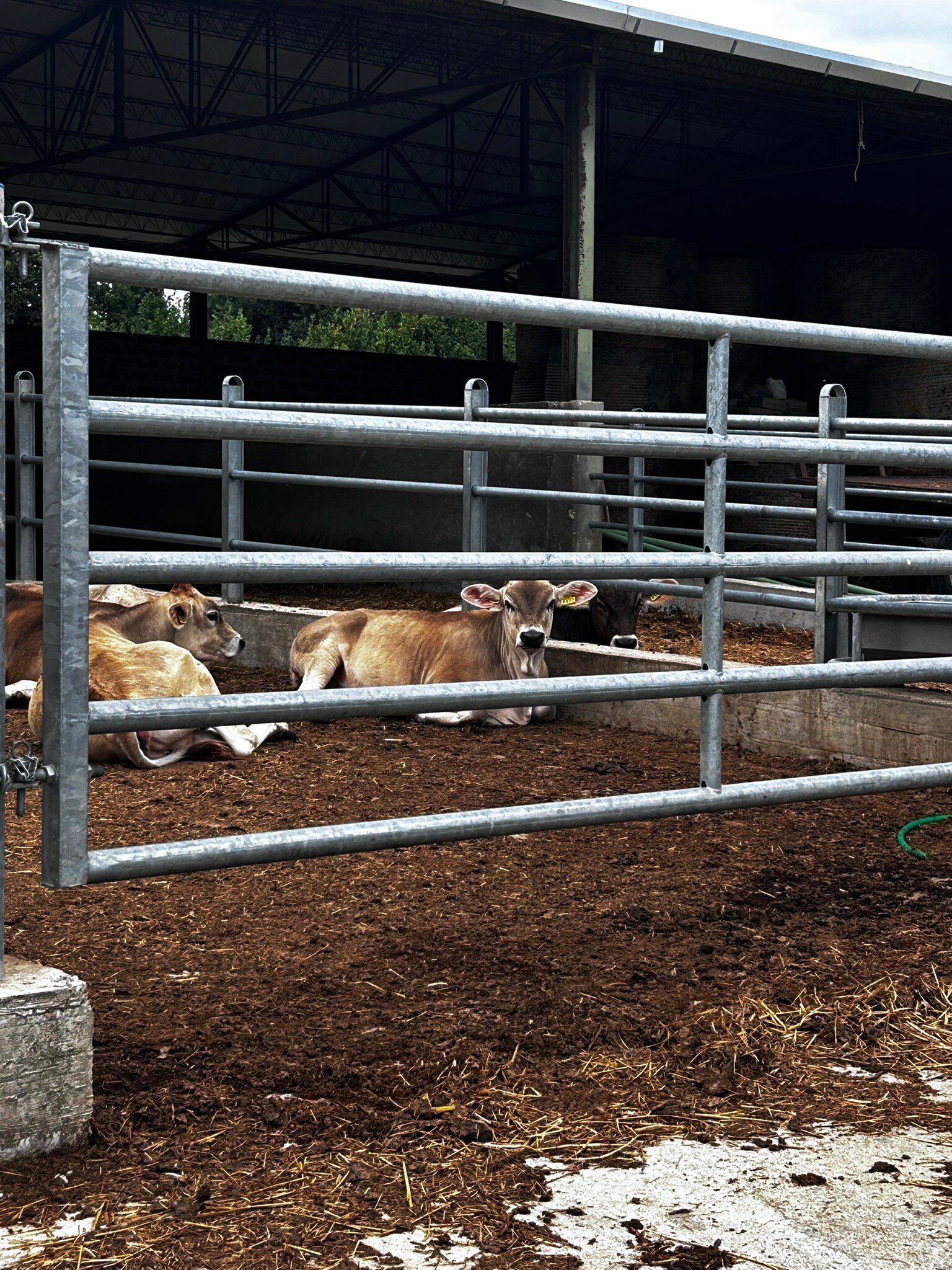 Fattoria Lucciano-官方